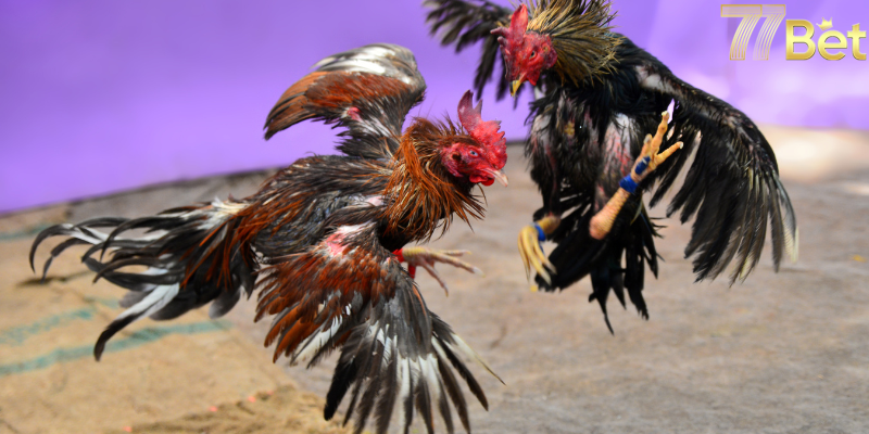 Ưu điểm nổi bật của chơi đá gà online